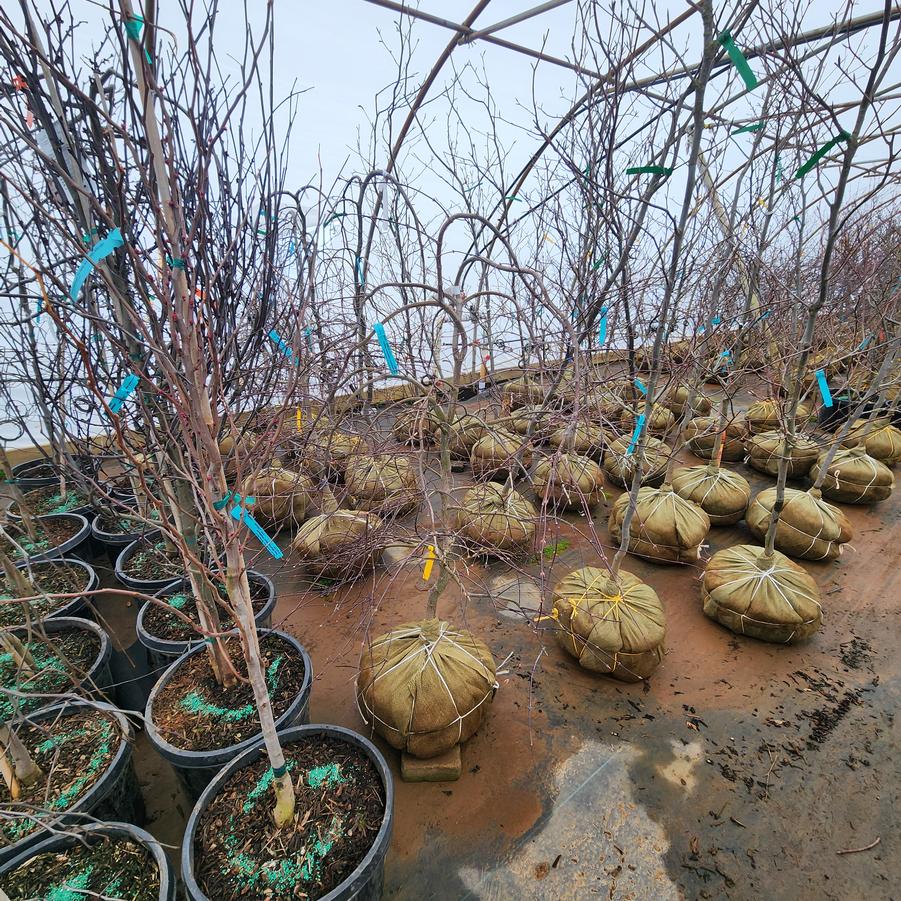 Acer palmatum var. dissectum Tamukeyama