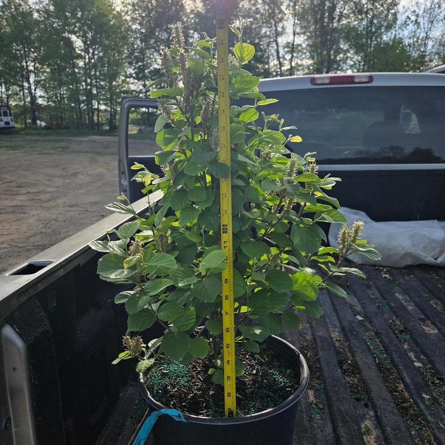 Fothergilla major Mount Airy