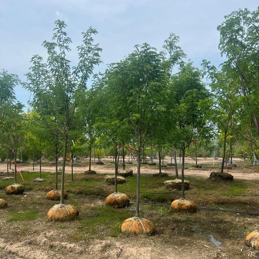 Gleditsia triacanthos var. inermis Skyline&reg;