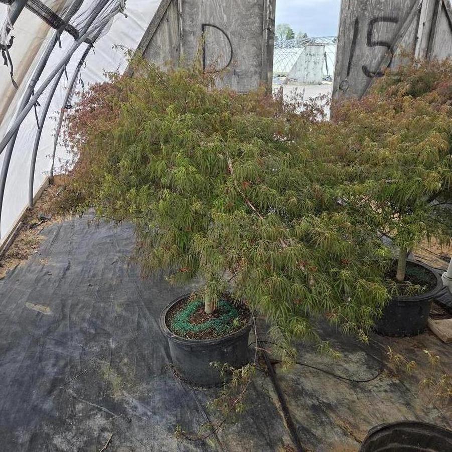 Acer palmatum var. dissectum Tamukeyama