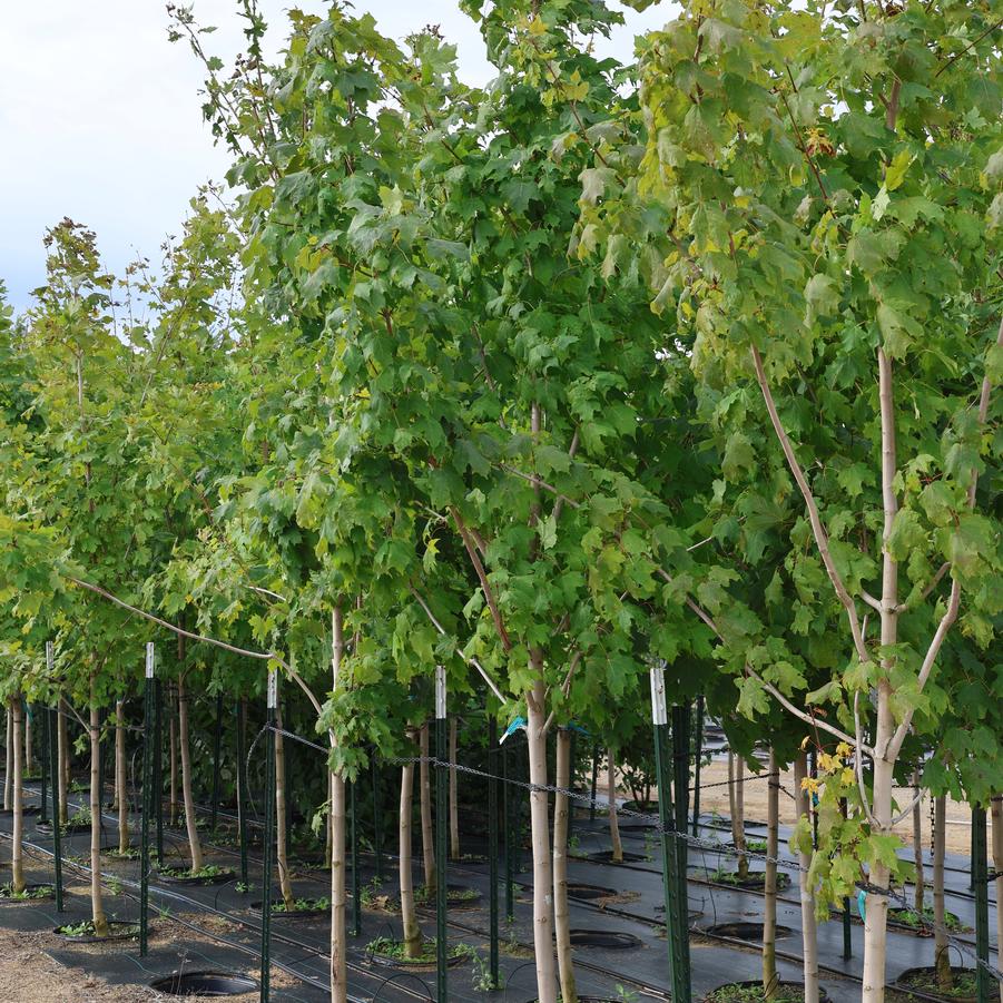 Ginkgo biloba Autumn Gold