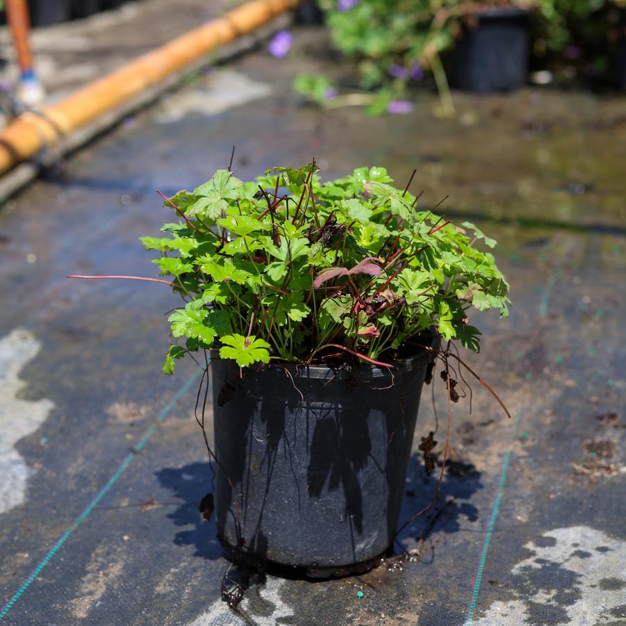 Geranium x cantabrigiense Karmina