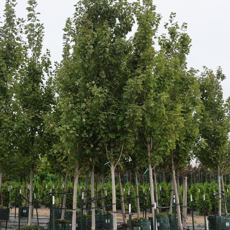 Acer rubrum Armstrong II