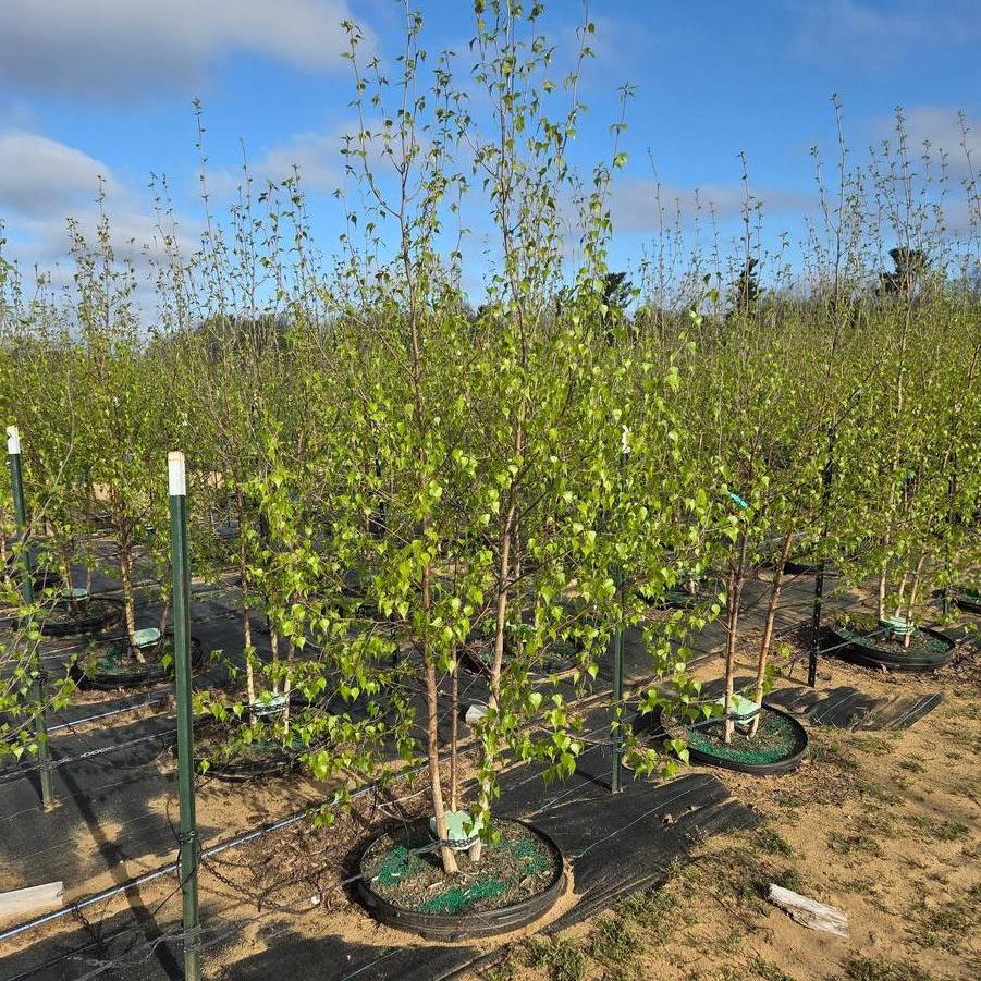 Betula populifolia Japonica