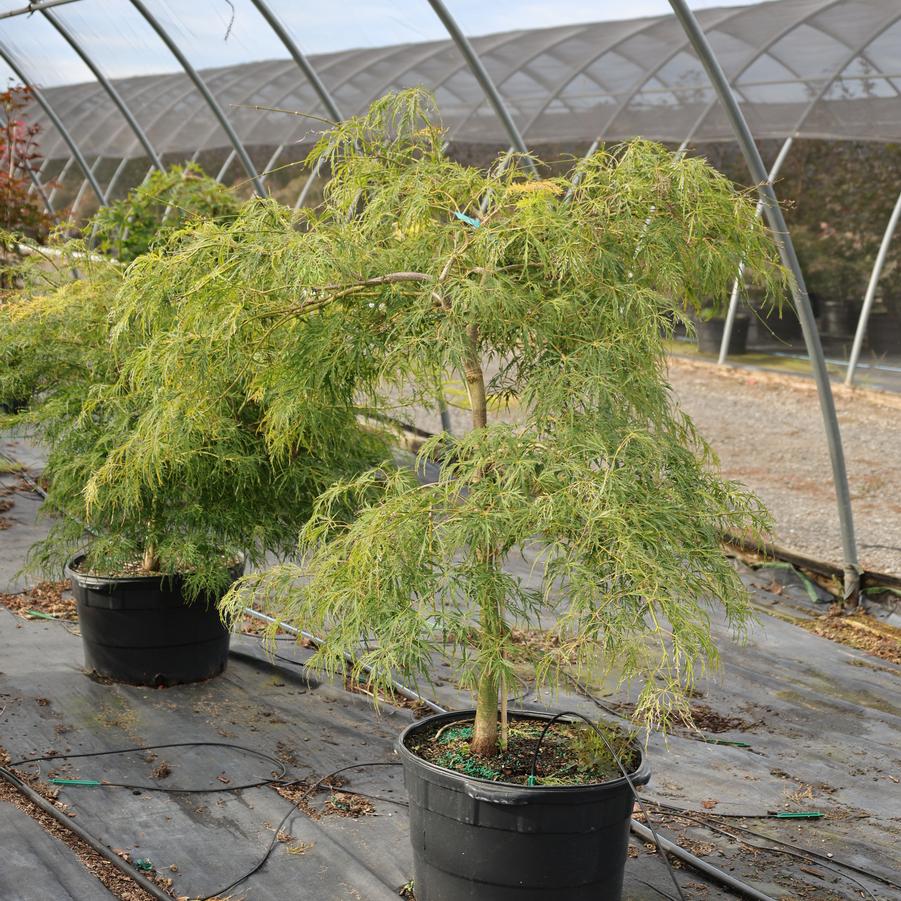 Acer palmatum var. dissectum Viridis