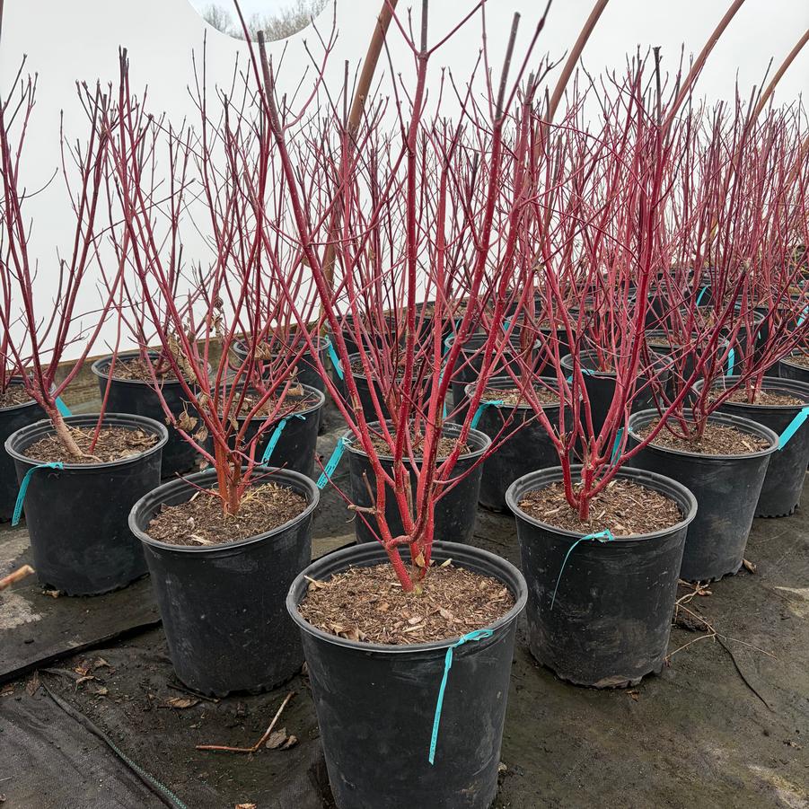 Cornus sericea 'Red Osier'