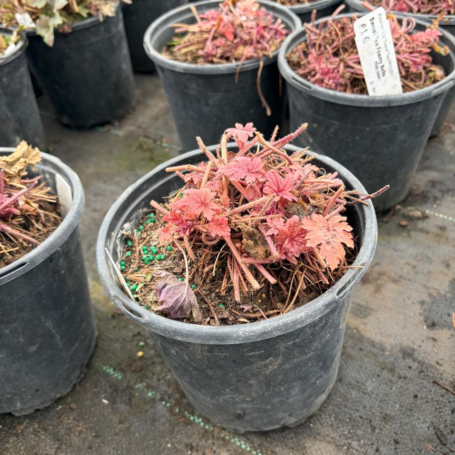 Heucherella Sweet Tea