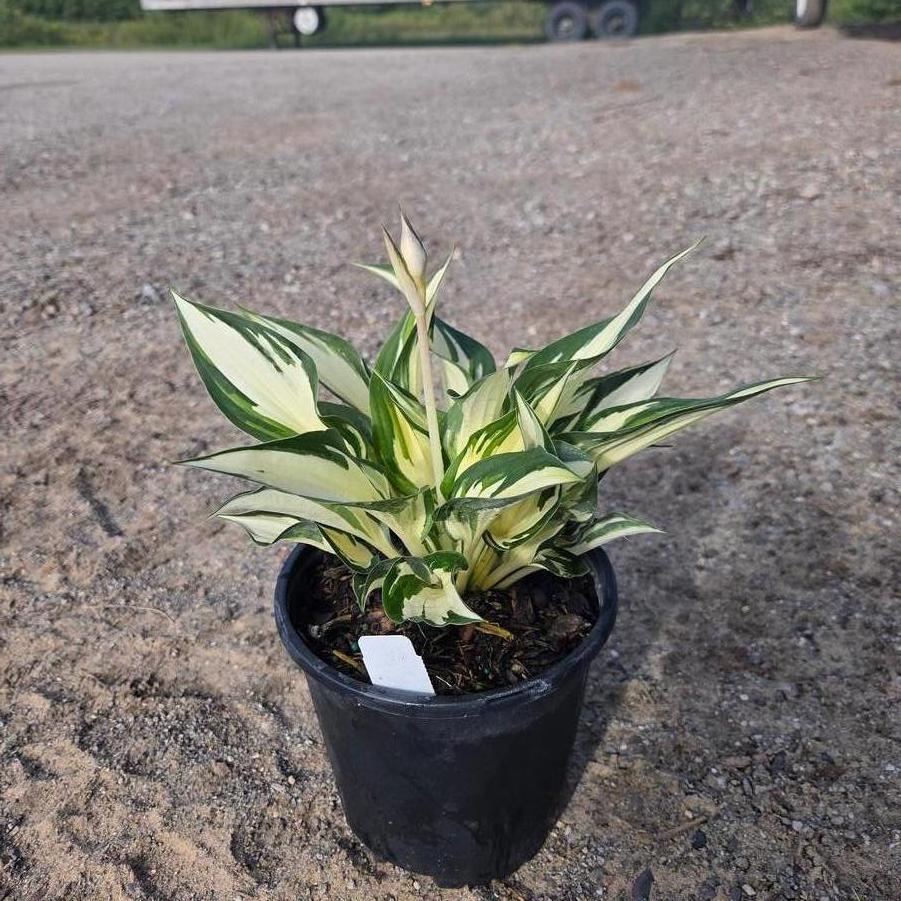 Hosta Fire and Ice