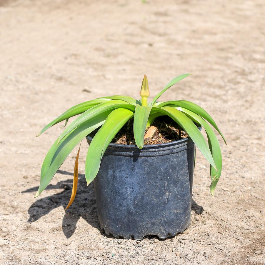 Allium giganteum Globemaster