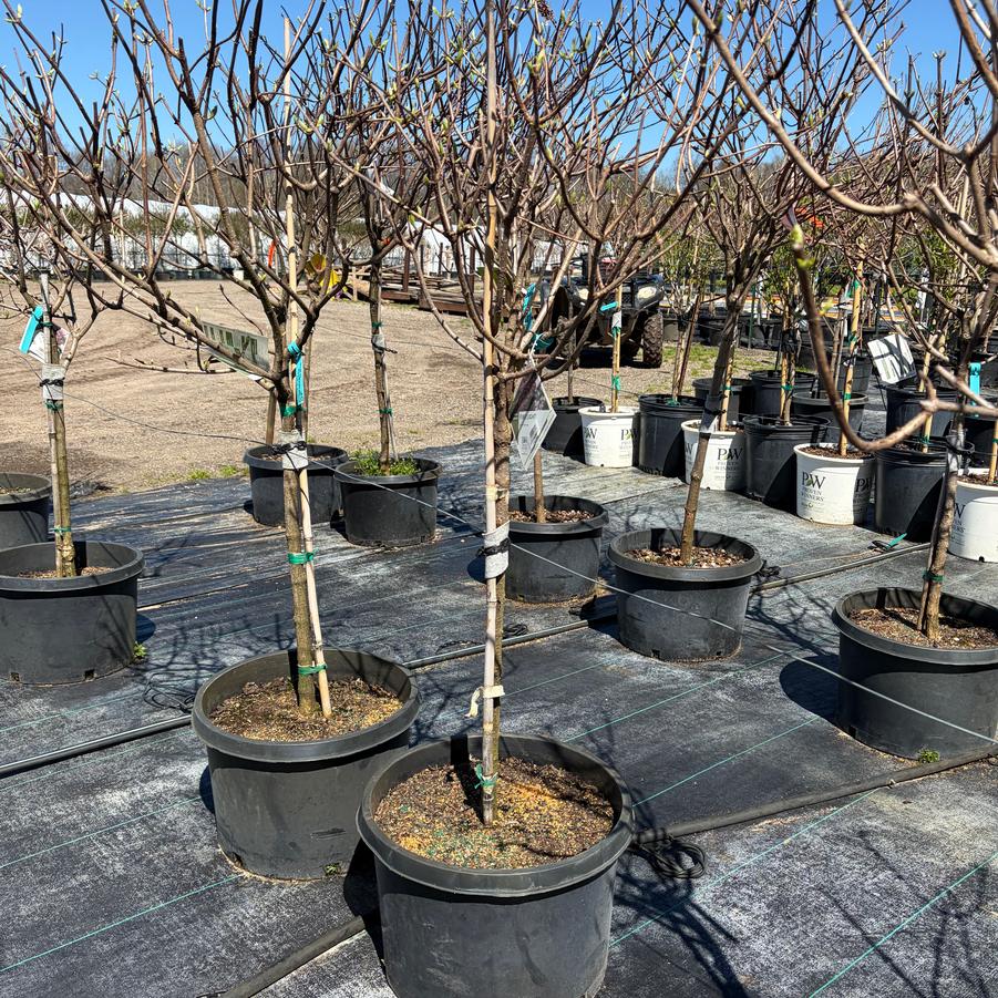 Hydrangea paniculata Fire Light&reg;