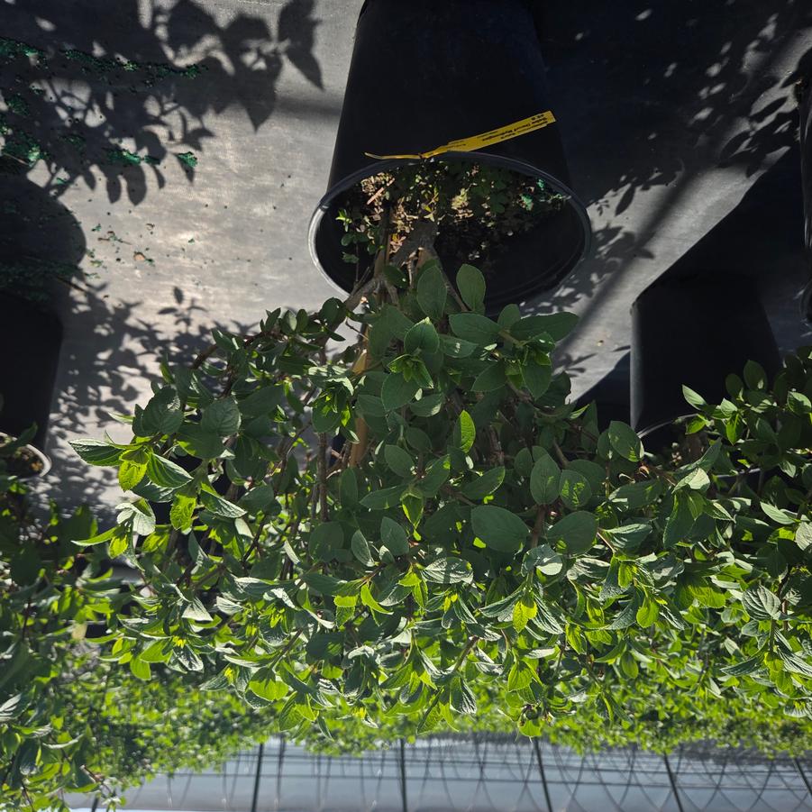 Hydrangea paniculata Bobo&reg;