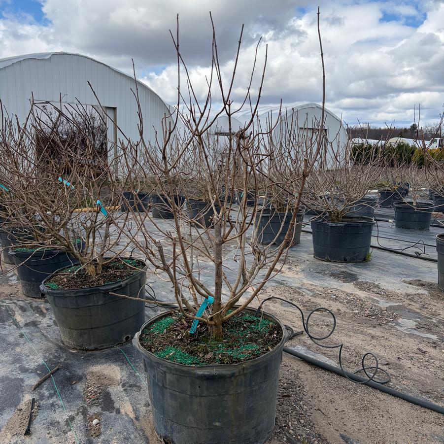 Hydrangea paniculata Tardiva