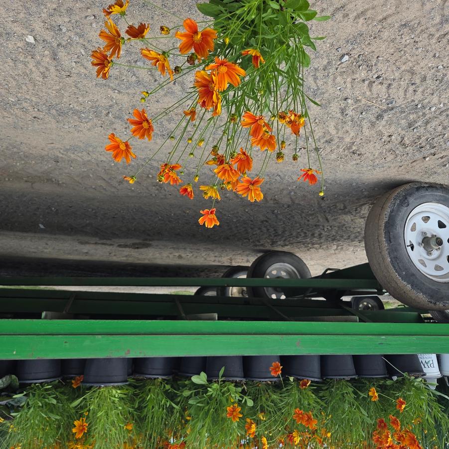Coreopsis L'il Bang&trade; Darling Clementine