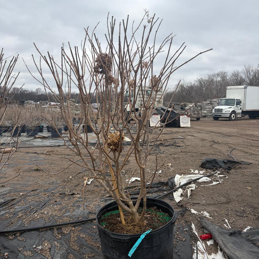 Hydrangea paniculata Limelight