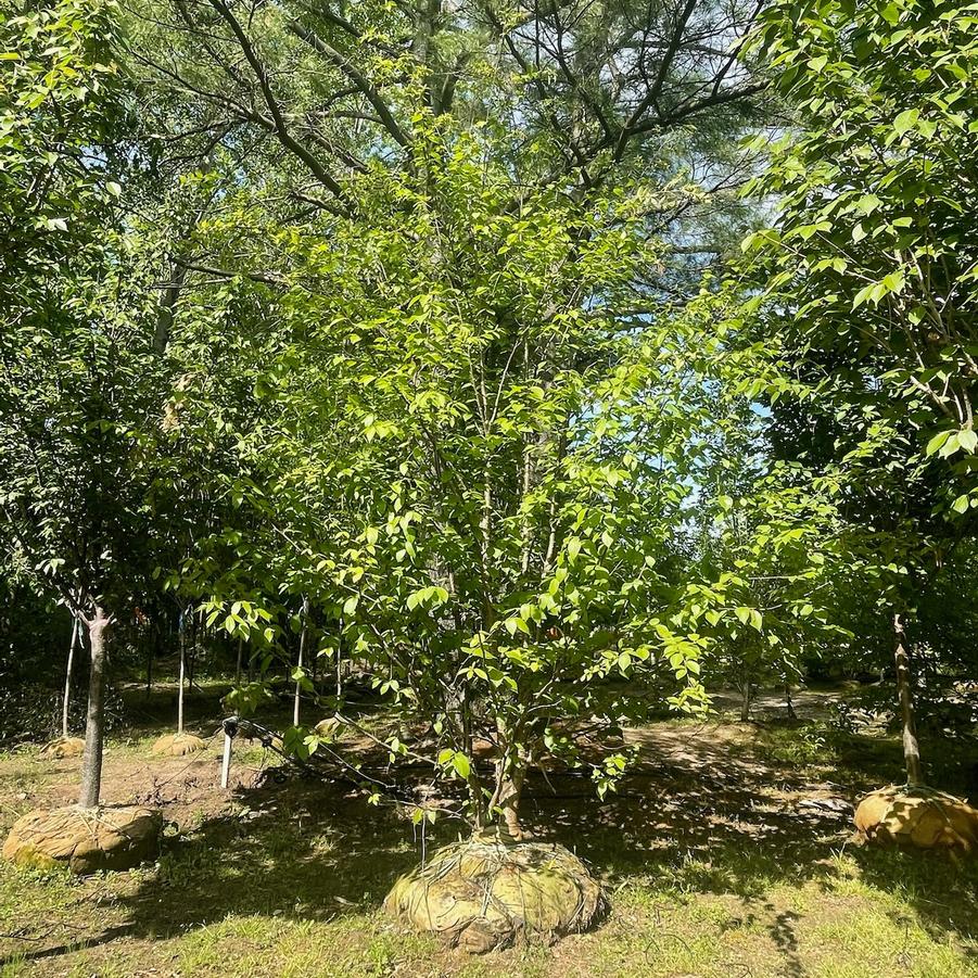 Betula alleghaniensis 