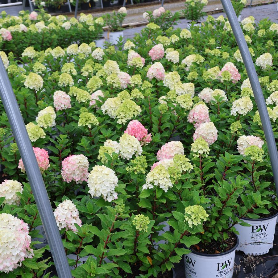 Hydrangea paniculata Little Lime Punch&trade;