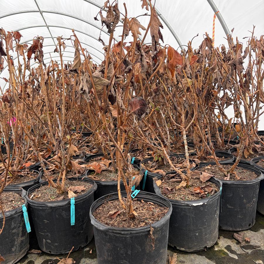 Hydrangea quercifolia Snow Queen
