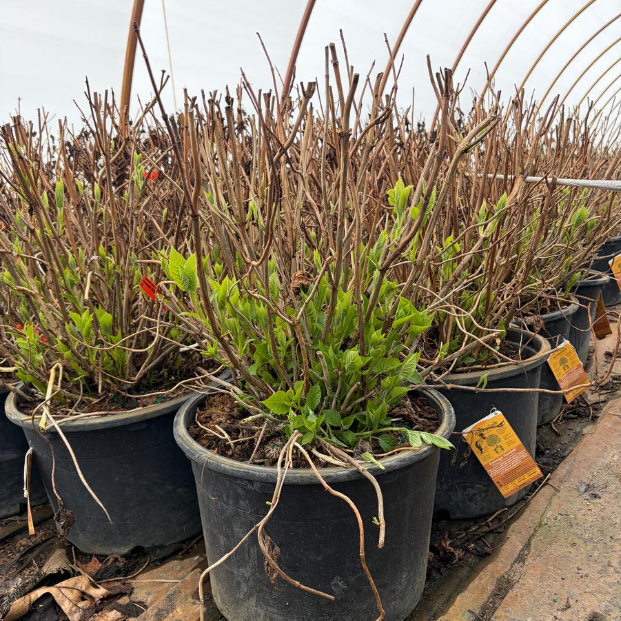 Hydrangea arborescens Annabelle