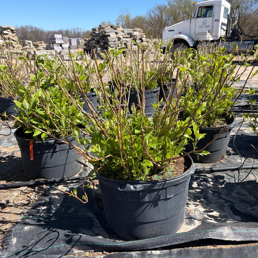 Hydrangea arborescens Annabelle