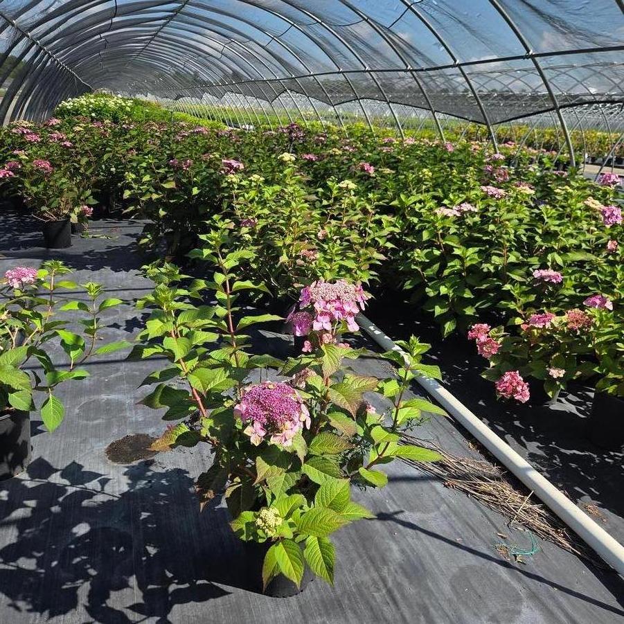 Hydrangea macrophylla Twist-n-Shout&reg;