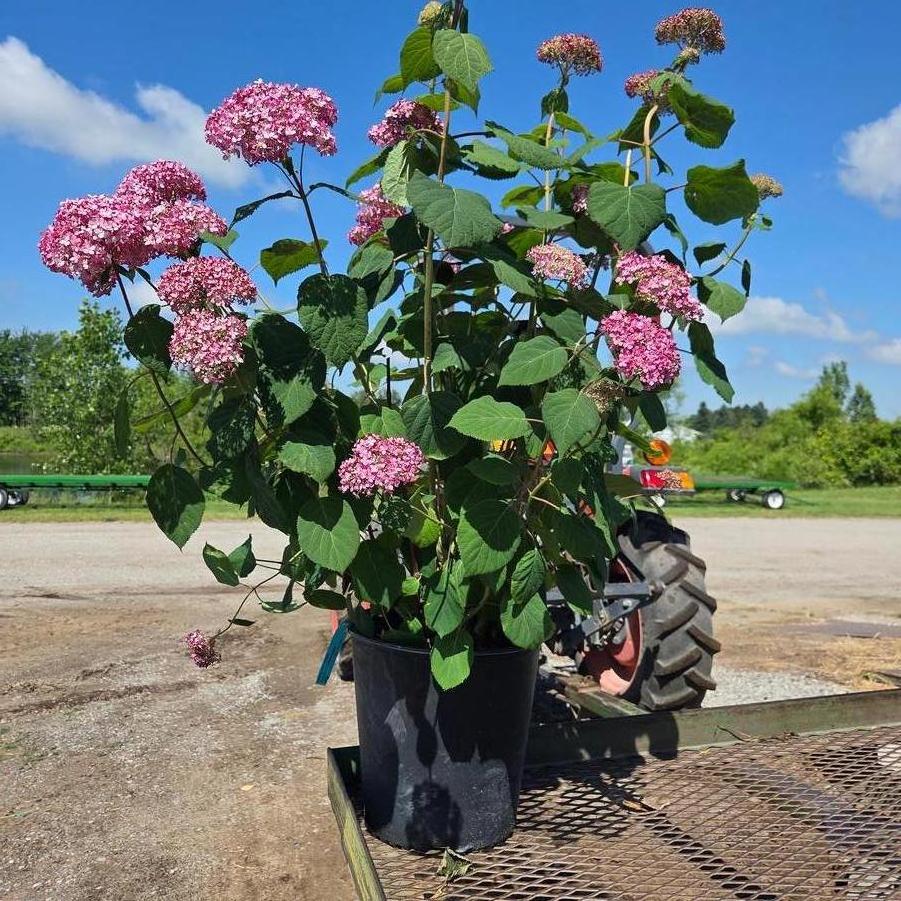 Hydrangea arborescens Invincibelle&reg; Spirit II