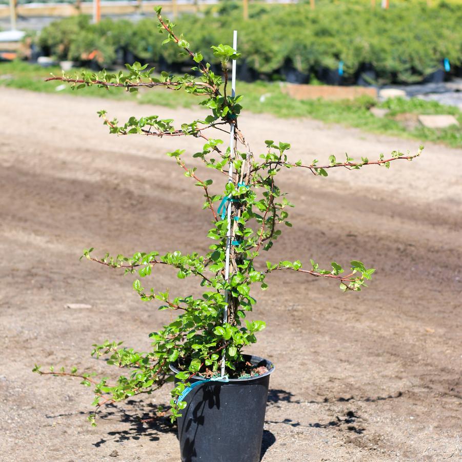Hydrangea anomala petiolaris 