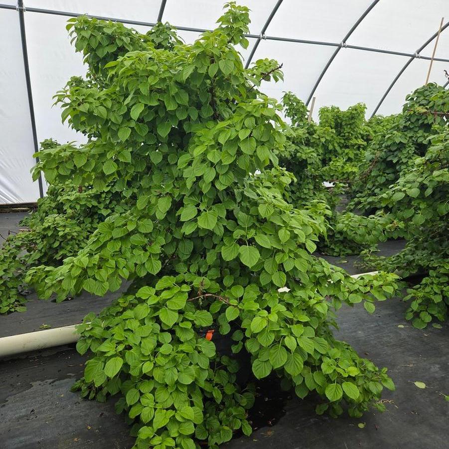 Hydrangea anomala petiolaris 