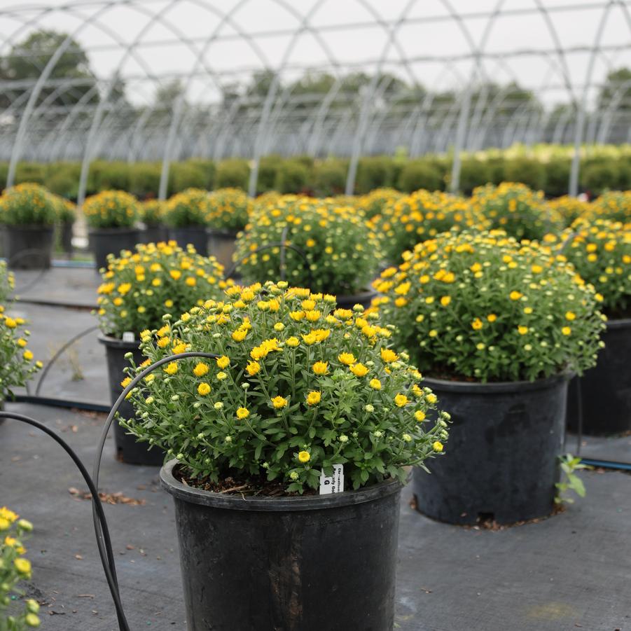 Chrysanthemum x morifolium Beverly&trade; Gold