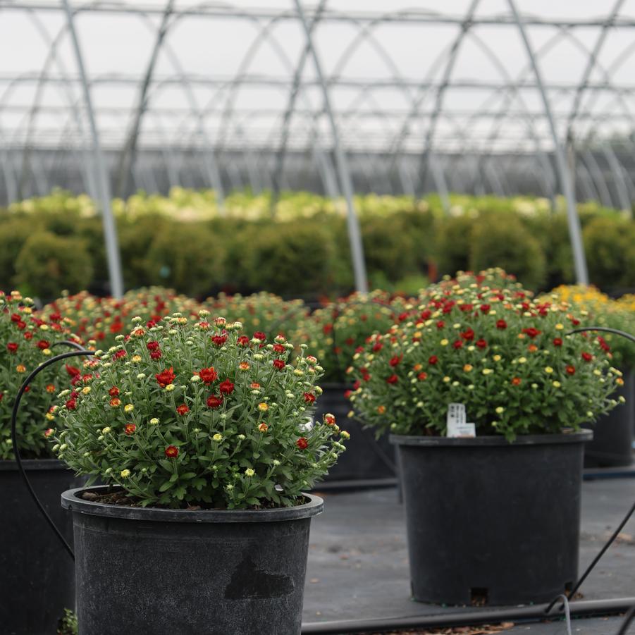 Chrysanthemum x morifolium Danielle&trade; Red