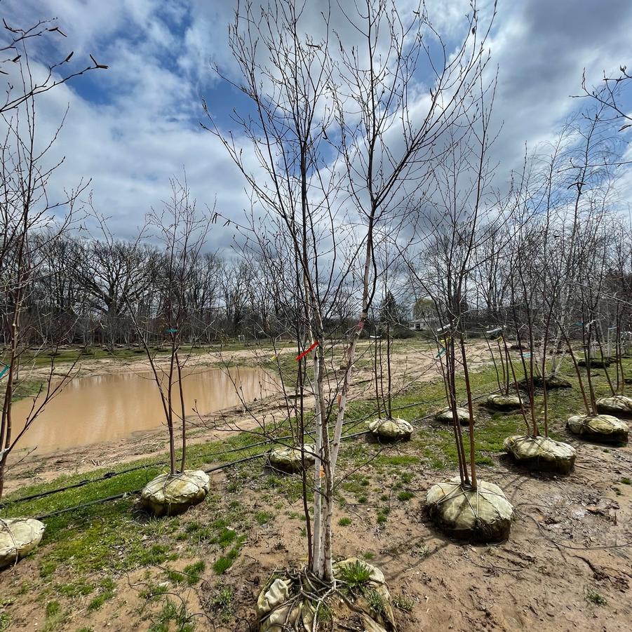 Betula papyrifera 'Renaissance
