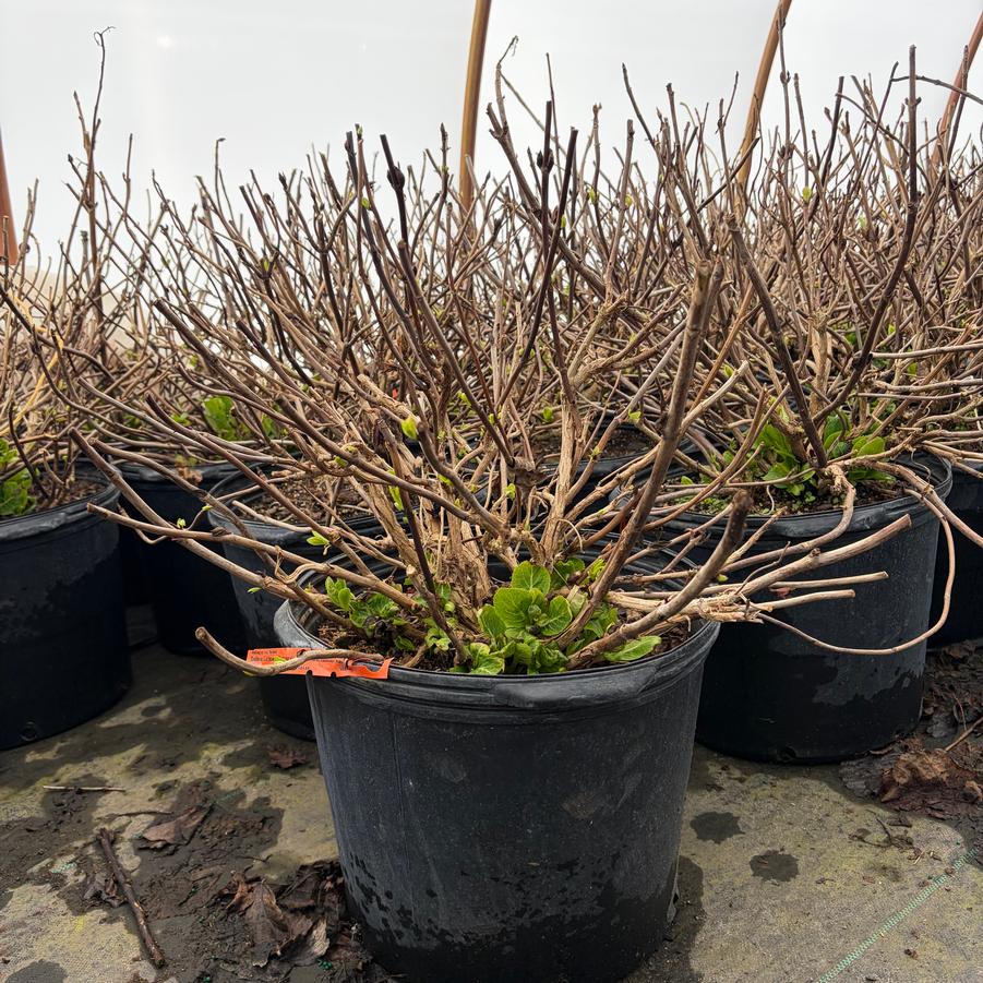 Hydrangea macrophylla 'Bailmer'