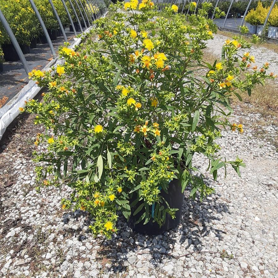Hypericum kalmianum 'Ames'