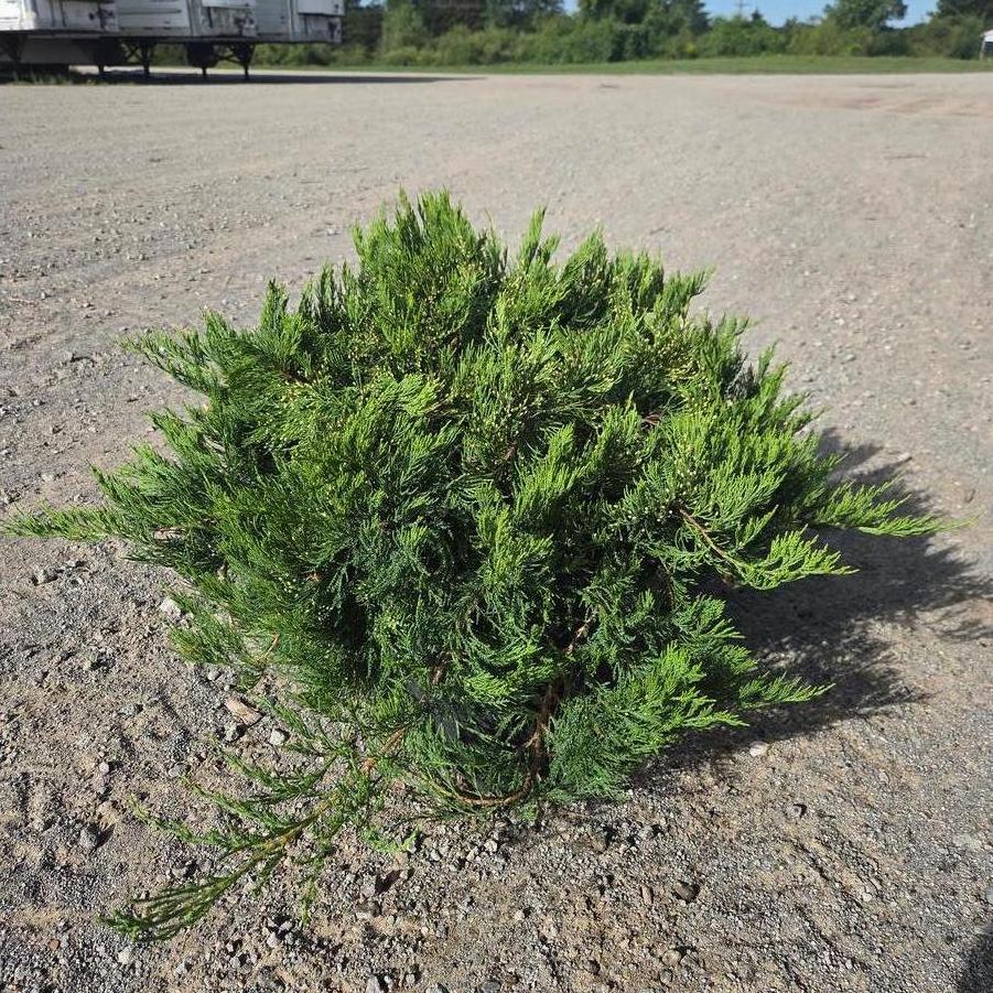 Juniperus sabina Broadmoor