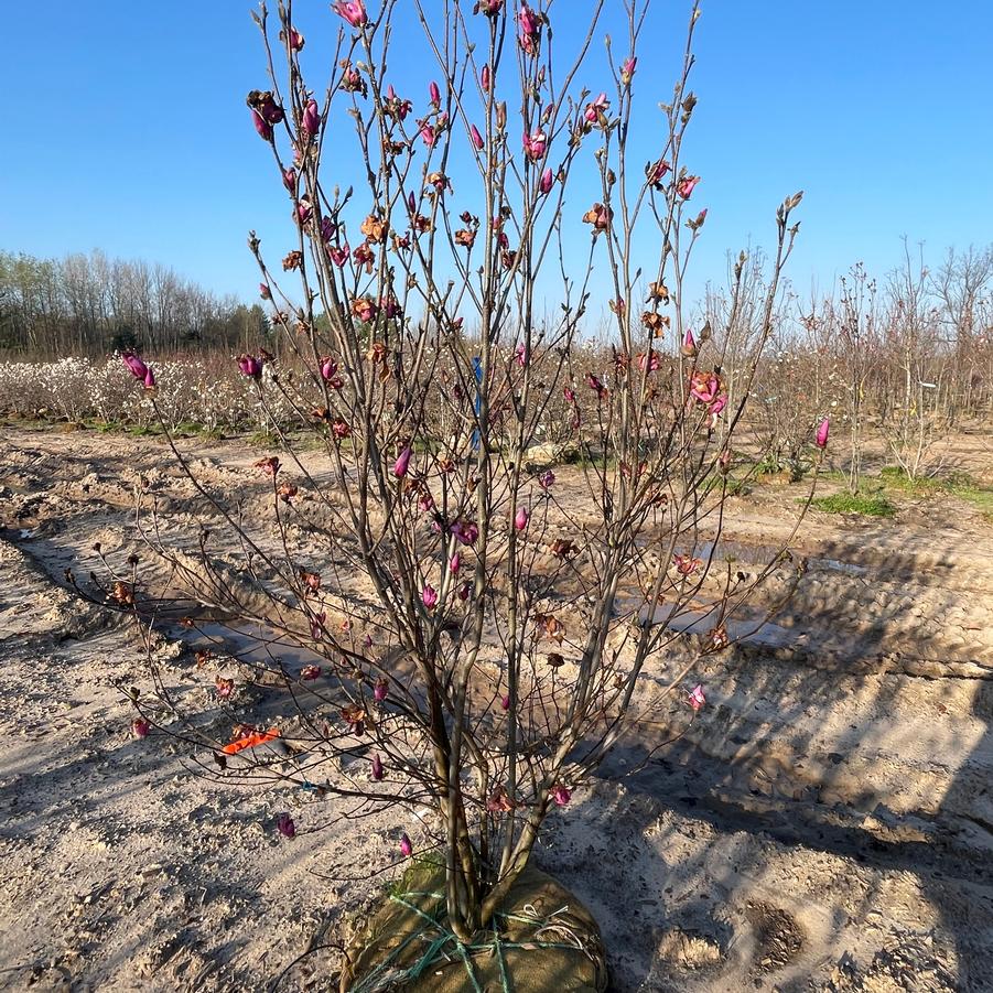 Magnolia liliflora x stellata Jane