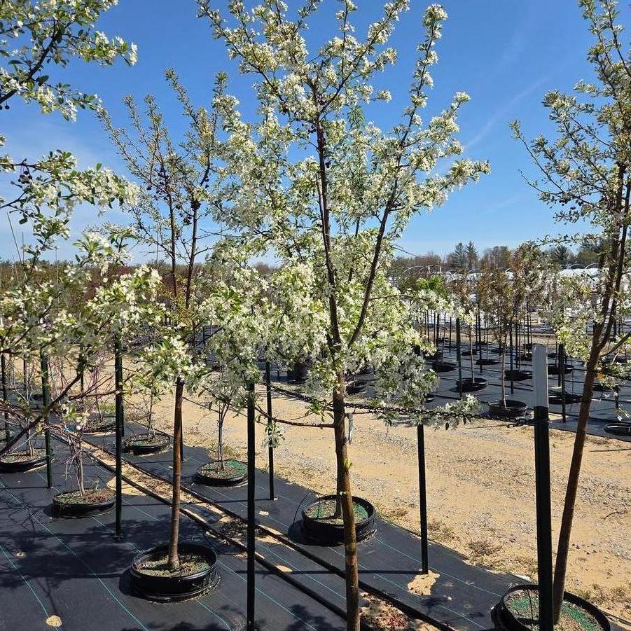 Malus Red Jewel&trade;