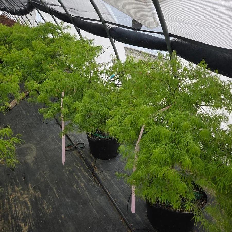 Acer palmatum dissectum Spring Delight