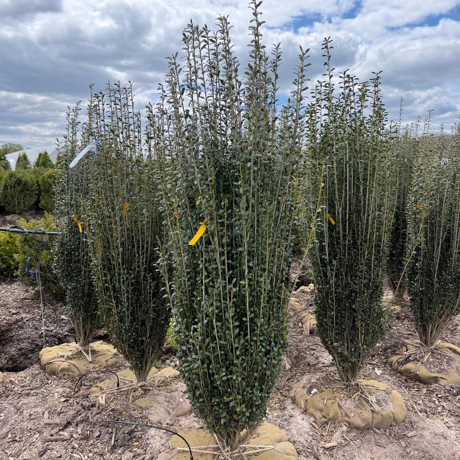 Ilex crenata Sky Pencil