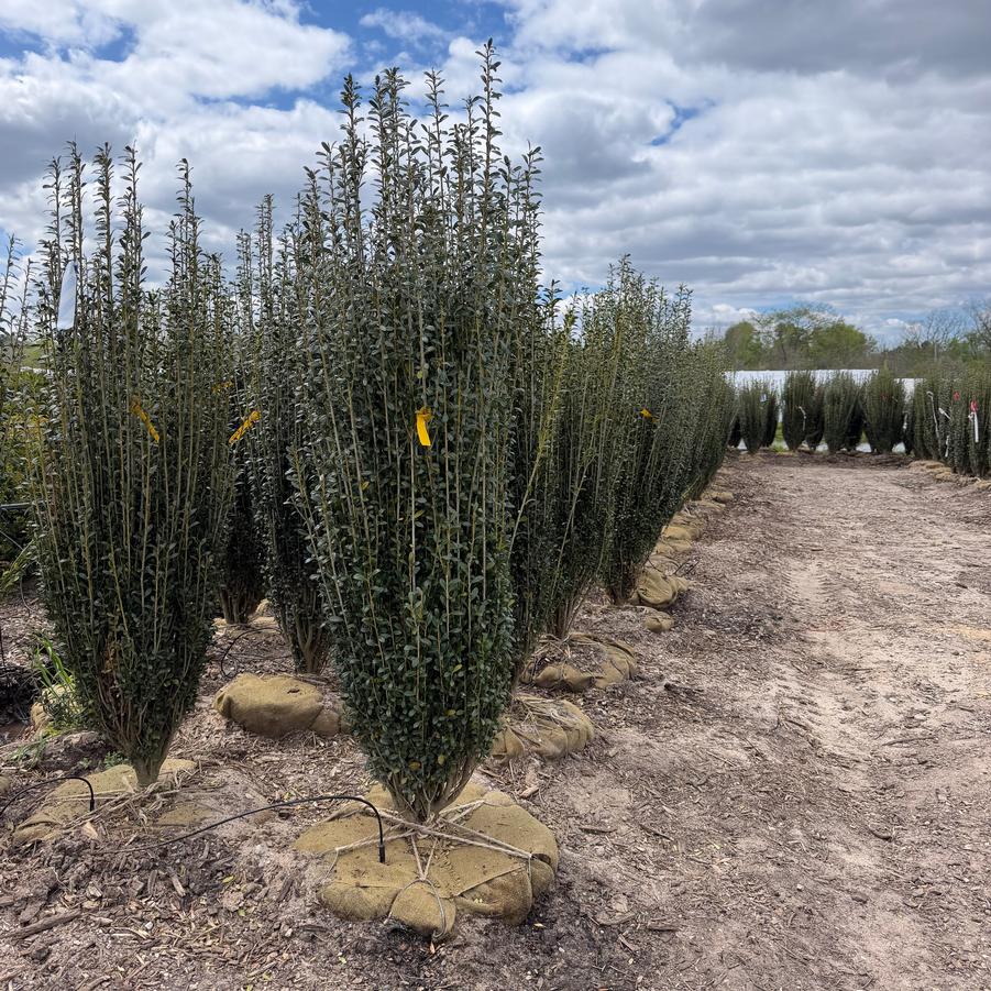 Ilex crenata Sky Pencil