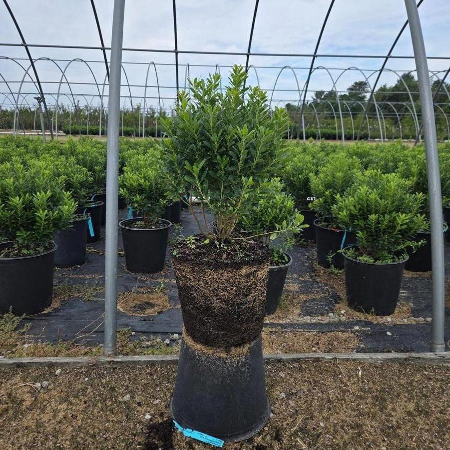 Ilex glabra Strongbox&reg;