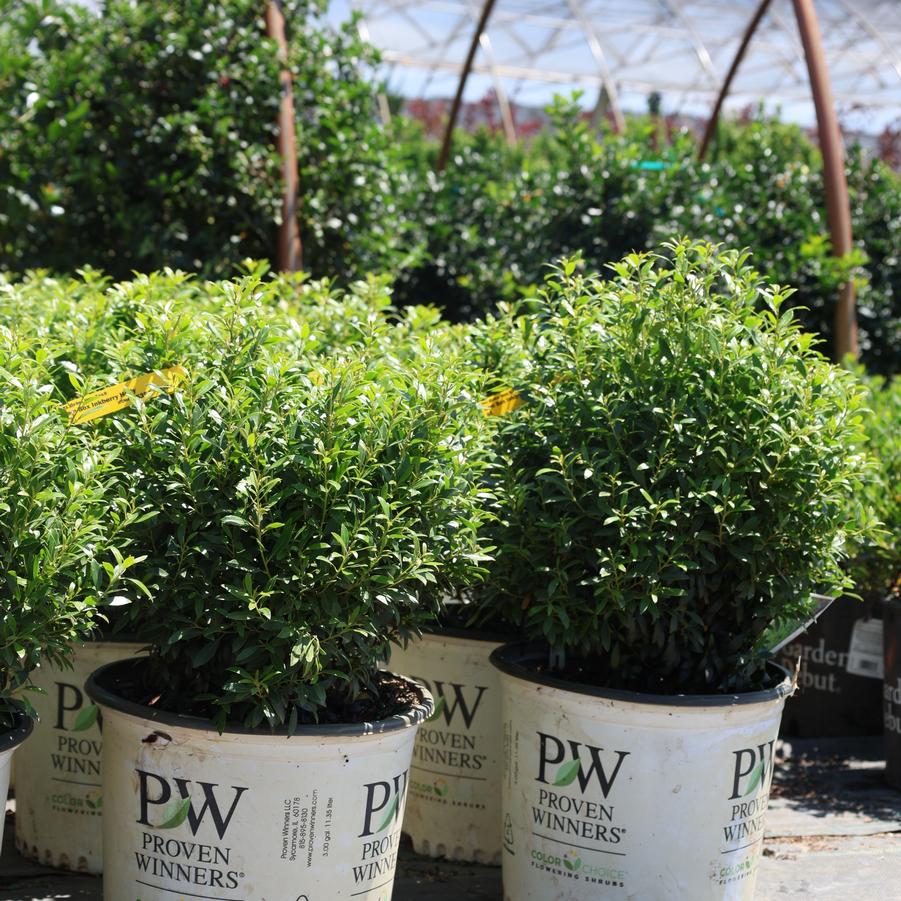 Ilex glabra Gem Box&reg;