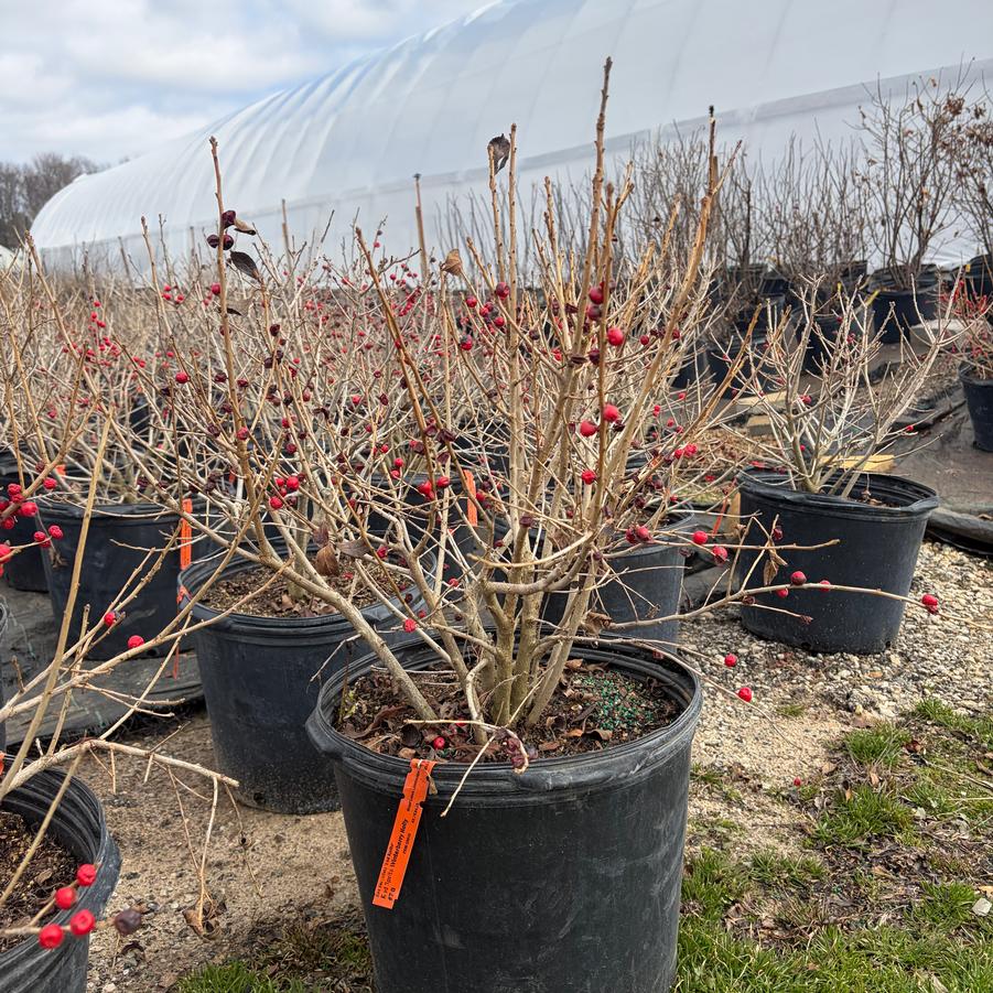 Ilex verticillata Red Sprite