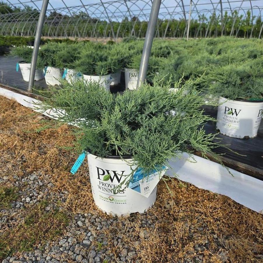 Juniperus chinensis Montana Moss&reg;