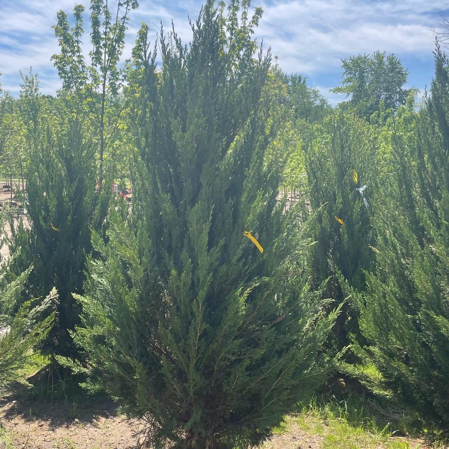 Juniperus virginiana Idyllwild