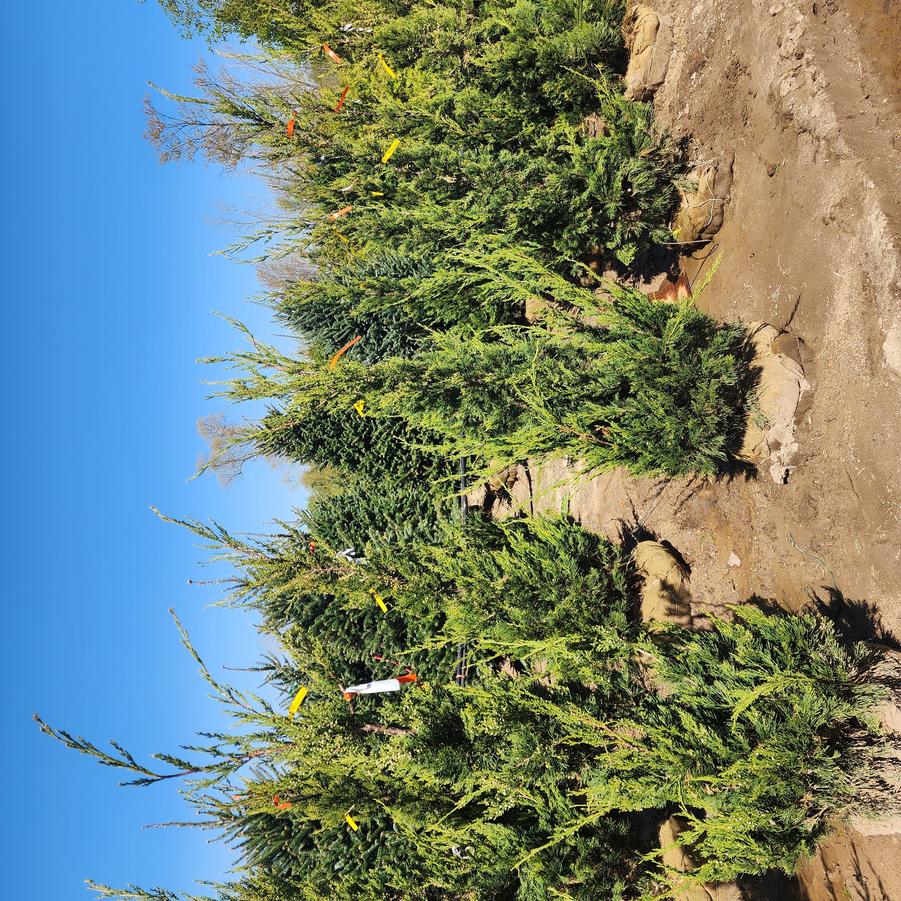 Juniperus chinensis Hetzii Columnaris