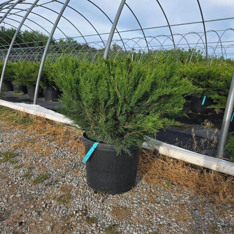 Juniperus chinensis Sea Green