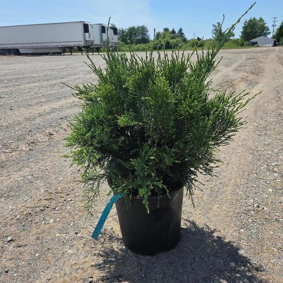 Juniperus chinensis Sea Green