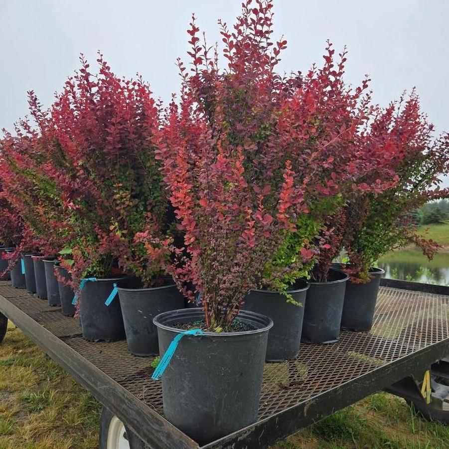 Berberis thunbergii Orange Rocket