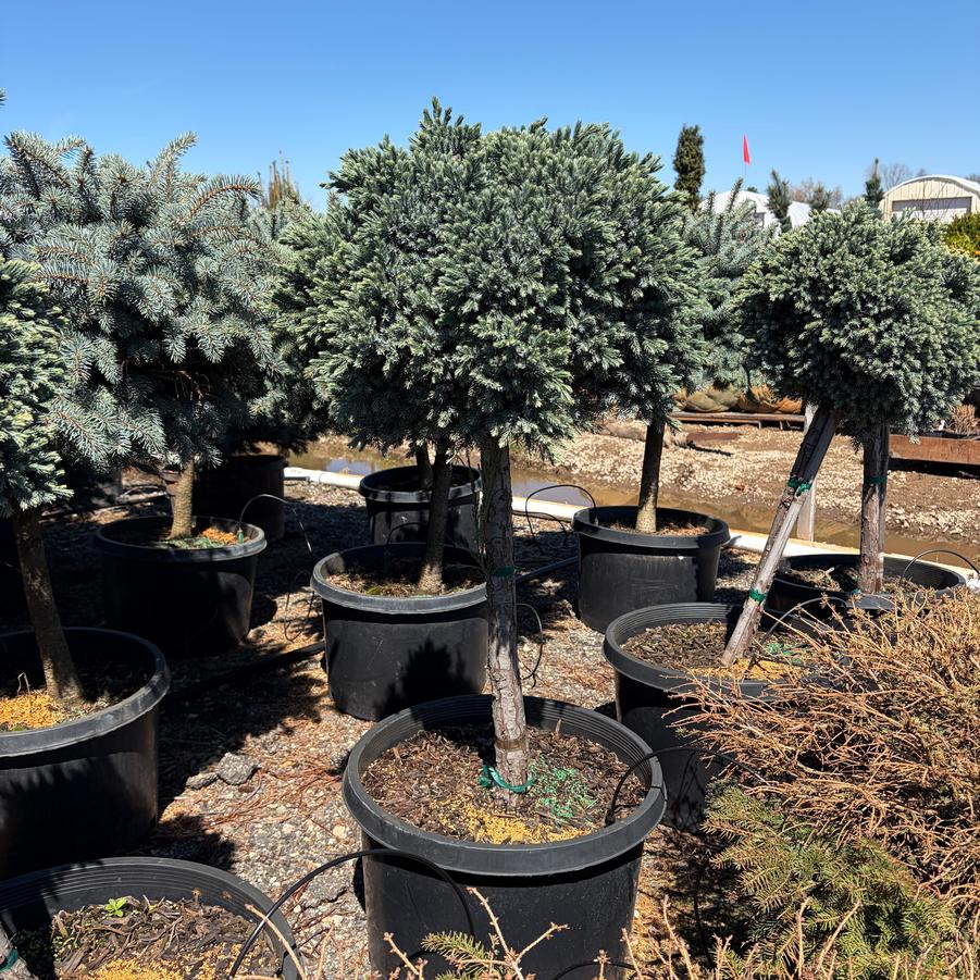 Juniperus squamata Blue Star