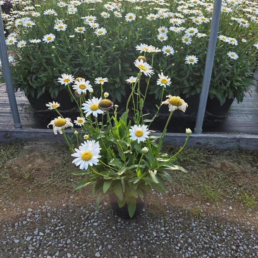 Leucanthemum x superbum Becky