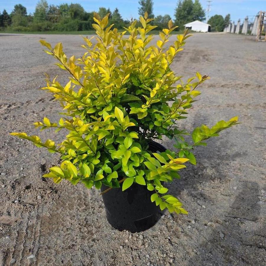 Ligustrum x vicaryi 